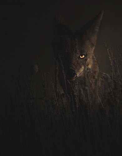 black cat selective focus photography of fox pet